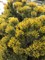 Сосна горная Винтер Голд (Pinus mugo Winter Gold)