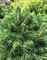Ель обыкновенная Томпа (Picea abies Tompa)
