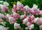Гортензия метельчатая Ванилла Фрейз (Hydrangea paniculata Vanille Fraise)