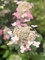 Гортензия метельчатая Вимс Ред (Hydrangea paniculata Wim"s Red)