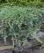 Можжевельник горизонтальный Вилтони (Juniperus horizontalis Wiltonii)