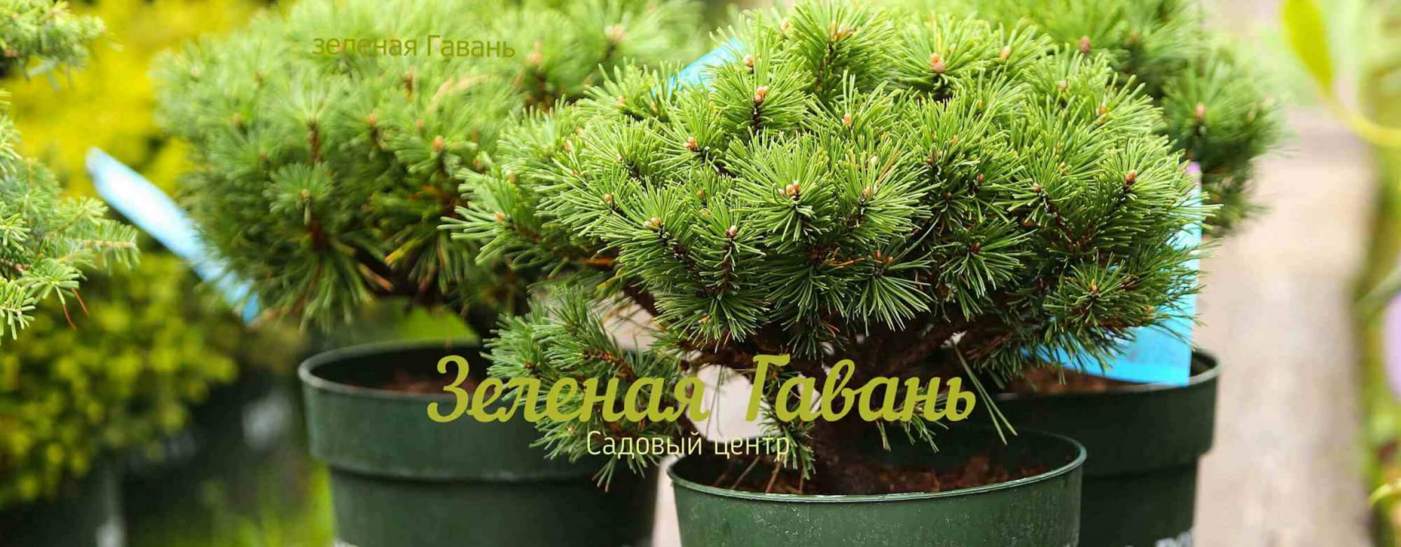 Саженцы с закрытой корневой системой: что такое ЗКС и почему приживаемость достигает 99% Саженцы с закрытой корневой системой: что такое ЗКС и почему приживаемость достигает 99%