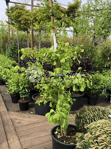 Гинкго билоба Саратога (Ginkgo biloba Saratoga) — саженец в садовом центре Зелёная Гавань, Мытищи