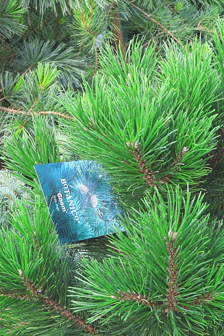 Сосна горная Гном (Pinus mugo Gnom) с сортовой этикеткой