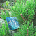 Сосна горная Гном (Pinus mugo Gnom) с сортовой этикеткой