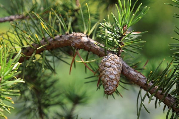 Сосна Банкса Кимерхольц (Pinus banksiana Kimmerholz) — саженец в садовом центре Зелёная Гавань, Мытищи