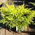 Можжевельник средний Олд Голд  (Juniperus sabina Old Gold)