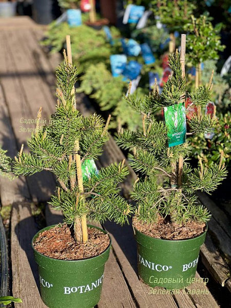 Сосна Банкса ‘Арктис’ (Pinus banksiana ‘Arktis’) — саженец в садовом центре Зелёная Гавань, Мытищи