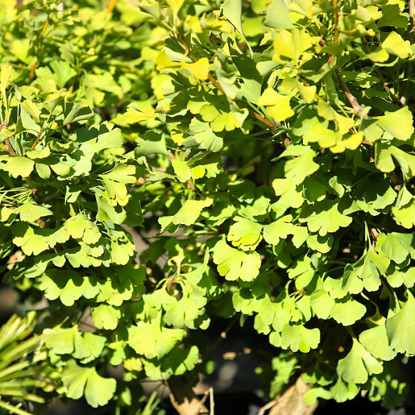 Гинкго билоба Глобус (Ginkgo biloba Globus) — саженец в садовом центре Зелёная Гавань, Мытищи