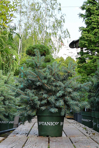 Голубая хвоя ели колючей Карпатен (Picea pungens Karpaten)