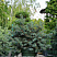Голубая хвоя ели колючей Карпатен (Picea pungens Karpaten)