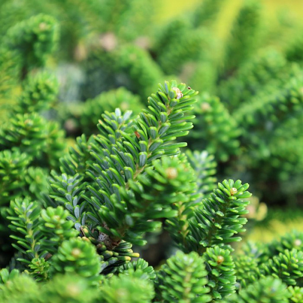 Пихта корейская Оберон (Abies koreana Oberon) — саженец в садовом центре Зелёная Гавань, Мытищи