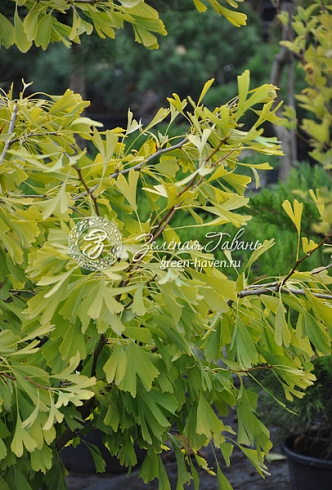 Гинкго билоба Саратога (Ginkgo biloba Saratoga) — саженец в садовом центре Зелёная Гавань, Мытищи