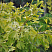 Гинкго билоба Саратога (Ginkgo biloba Saratoga) — саженец в садовом центре Зелёная Гавань, Мытищи