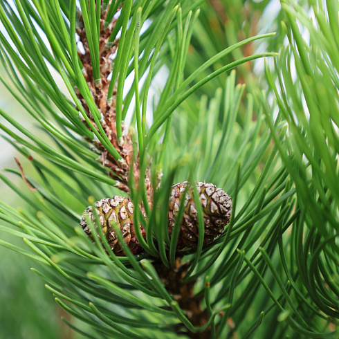  Сосна горная Ла Кабана / Pinus mugo La Cabana