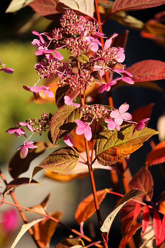 Гортензия Вимс Ред (Hydrangea paniculata Wim