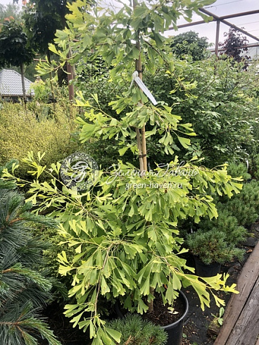Гинкго билоба Саратога (Ginkgo biloba Saratoga) — саженец в садовом центре Зелёная Гавань, Мытищи