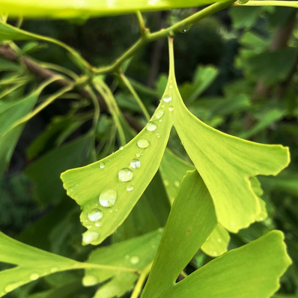 Гинкго билоба Саратога (Ginkgo biloba Saratoga) — саженец в садовом центре Зелёная Гавань, Мытищи