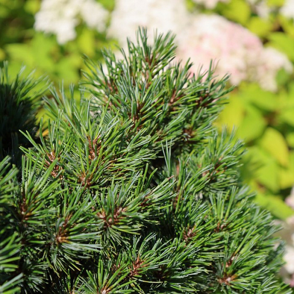 Сосна веймутова Крюгерс Лилипут (Pinus strobus Kruger's Lilliput) — саженец в садовом центре Зелёная Гавань, Мытищи