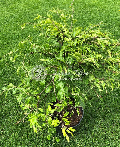 Бук лесной Рохан Грин Випинг (Fagus sylvatica Rohans Green Weeping) — саженец в садовом центре Зелёная Гавань, Мытищи