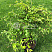 Бук лесной Рохан Грин Випинг (Fagus sylvatica Rohans Green Weeping) — саженец в садовом центре Зелёная Гавань, Мытищи