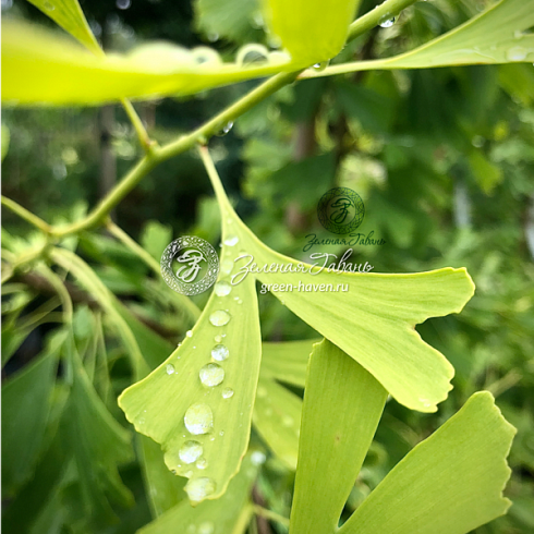 Гинкго билоба Саратога (Ginkgo biloba Saratoga) — саженец в садовом центре Зелёная Гавань, Мытищи