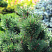 Сосна горная Колумбо / Pinus mugo 'Columbo'