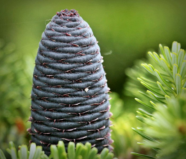 Пихта корейская Самлинг (Abies koreana Samling) — саженец в садовом центре Зелёная Гавань, Мытищи