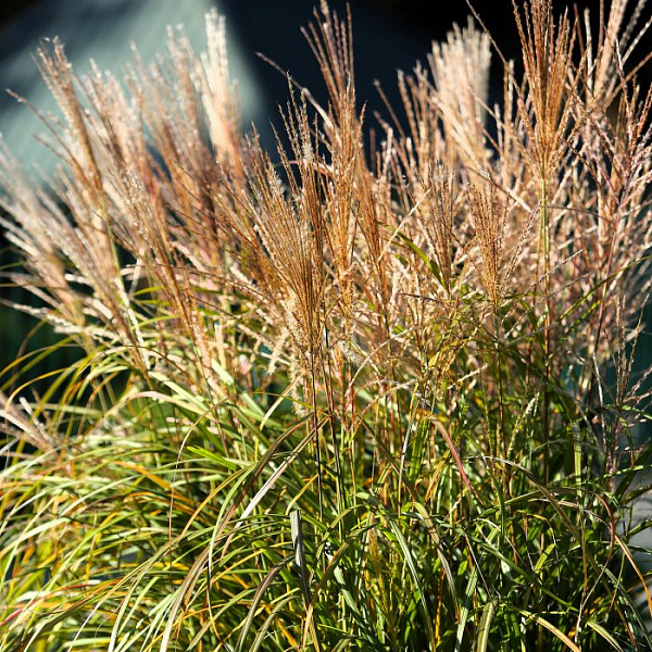 Мискантус китайский Герман Мюссель (Miscanthus sinensis Herman Mussel) — саженец в садовом центре Зелёная Гавань, Мытищи