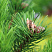 Сосна горная «Гном» (Pinus mugo ‘Gnom’)
