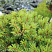 Сосна веймутова Макопин (Pinus strobus Macopin)