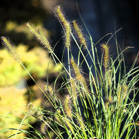 Пеннисетум лисохвостый 'Hameln' (Pennisetum alopecuroides) 
