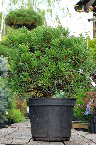 Плотная подушковидная крона сосны горной Марч (Pinus mugo March)