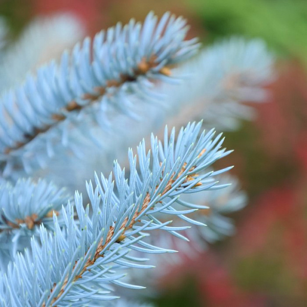 Ель Глаука Глобоза (Picea pungens Glauca Globosa) — саженец в садовом центре Зелёная Гавань, Мытищи