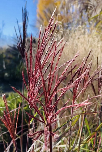 Мискантус китайский Ред Чиф (Miscanthus sinensis Red Chief)
