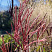 Мискантус китайский Ред Чиф (Miscanthus sinensis Red Chief)