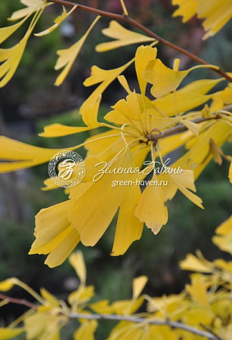 Гинкго билоба Саратога (Ginkgo biloba Saratoga) — саженец в садовом центре Зелёная Гавань, Мытищи