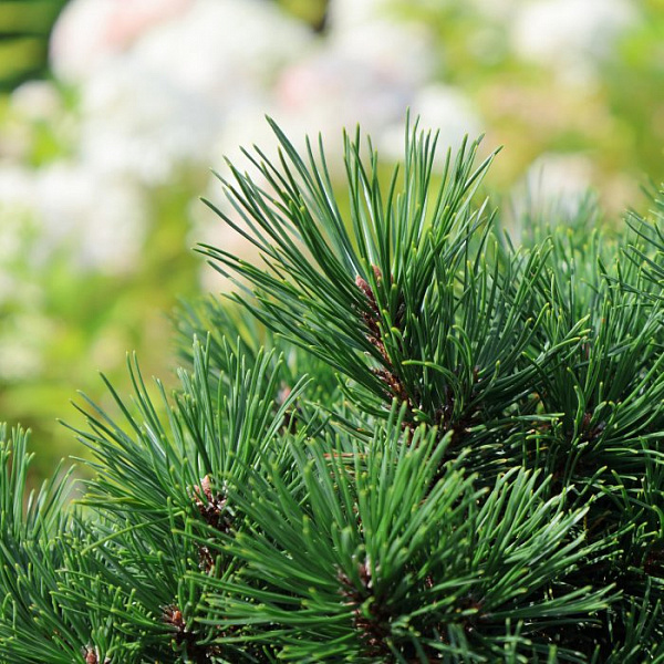 Сосна горная Лаурин (Pinus mugo Laurin) — саженец в садовом центре Зелёная Гавань, Мытищи