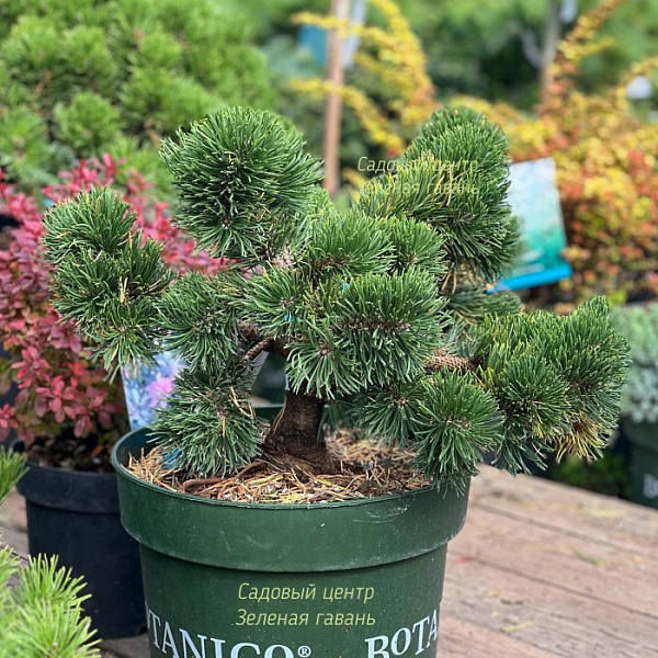 Сосна горная Якобсен (Pinus mugo Jakobsen) — саженец в садовом центре Зелёная Гавань, Мытищи