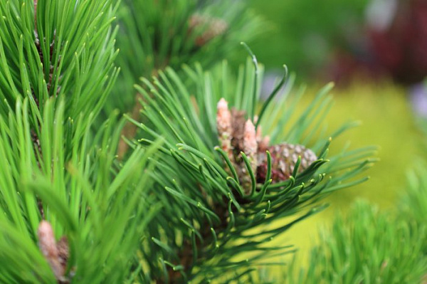 Сосна горная Гном (Pinus mugo Gnom) — саженец в садовом центре Зелёная Гавань, Мытищи