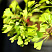 Гинкго билоба 'Марикен' (Ginkgo biloba 'Mariken') 