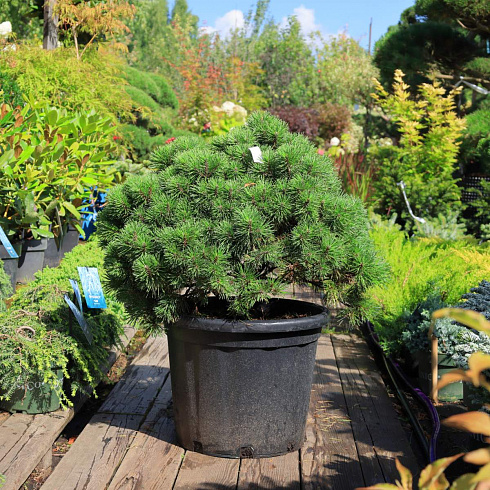 Сосна горная Костельничек (Pinus mugo Kostelniček)