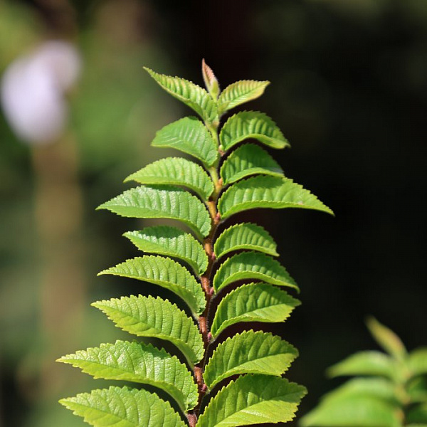 Вяз голландский Жаклин Хиллер — саженец в садовом центре Зелёная Гавань, Мытищи