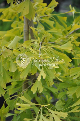 Гинкго билоба Саратога (Ginkgo biloba Saratoga) — саженец в садовом центре Зелёная Гавань, Мытищи