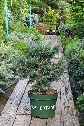 Саженец пихты Грин Глоб (Abies lasiocarpa Green Globe) с закрытой корневой системой