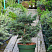 Саженец пихты Грин Глоб (Abies lasiocarpa Green Globe) с закрытой корневой системой