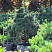 Сосна горная Колумбо (Pinus mugo Columbo) — саженец в садовом центре Зелёная Гавань, Мытищи