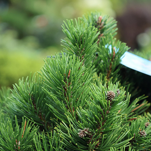 Pinus sylvestris 'Sandringham'