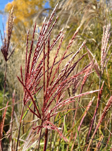 Мискантус китайский Ред Чиф (Miscanthus sinensis Red Chief)