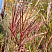 Мискантус китайский Ред Чиф (Miscanthus sinensis Red Chief)